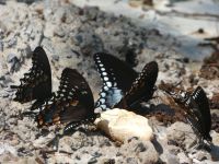 Spicebush swallowtail butterflies near Headquarters (Jun 2020)