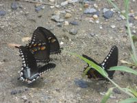 Spicebush swallowtail butterflies near Headquarters (Aug 2020)