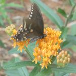 Spicebush swallowtail butterfly on butterfly weed near Miller House (Jul 2019)