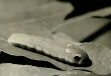 Spicebush swallowtail butterfly larva (1966)