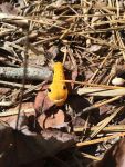 Spicebush swallowtail butterfly caterpillar, Unexpected Wildlife Refuge photo