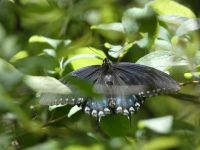 Spicebush swallowtail butterfly, male, Cedar Bridge Trail (May 2020)
