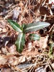 Spotted wintergreen, Unexpected Wildlife Refuge photo