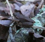 Spring peeper frog on fallen branch (Apr 2017)