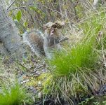 Gray squirrel gathering nesting materials, via trail camera (Apr 2017)
