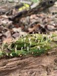 Staghorn fungi, Unexpected Wildlife Refuge photo