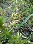 Sticky mouse-ear chickweed (May 2019)