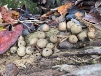 Stump puffball fungi, Unexpected Wildlife Refuge photo