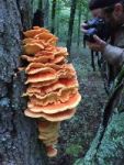 Sulphur shelf fungus and photographer Cliff Compton (Oct 2016)