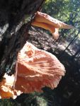 Sulphur shelf fungus near Miller House (Oct 2018)