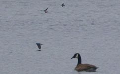 Swallows and Canada goose, main pond, Unexpected Wildlife Refuge photo