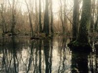 Swampy forest, Unexpected Wildlife Refuge photo