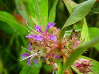 Swamp loosestrife (Aug 2017)