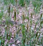 Sweet vernal grass near cabin (May 2019)
