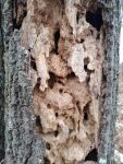 Termite borings in dead tree near main pond dike (Dec 2018)