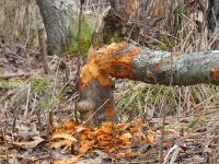 Tree downed by beavers (Jan 2018)