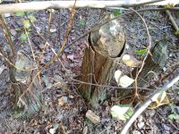 Beaver-gnawed tree stumps, Unexpected Wildlife Refuge photo