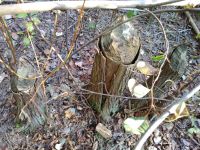 Stumps of trees cut down by beavers next to stream north of Joe's garage (Oct 2018)