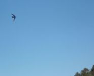 Tree swallow in flight (Apr 2016)