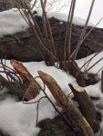 Trees gnawed by beaver, Unexpected Wildlife Refuge photo