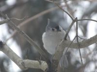 Tufted titmouse in tree (Feb 2019)