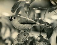 Tufted titmouse, photo by Al Francesconi (1967)