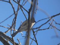 Tufted titmouse in tree (Jan 2018)