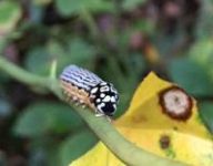 Turbulent Phosphila moth caterpillar; Unexpected Wildlife Refuge photo