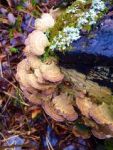 Turkey tail fungus on log (Nov 2015)