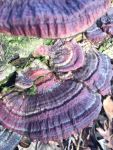 Turkey tail fungus, Unexpected Wildlife Refuge photo