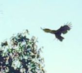 Turkey vulture on approach for landing on branch (Sep 2016)