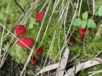 Vermilion waxcap mushrooms among moss along main pond dike (Jun 2020)
