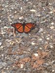 Viceroy butterfly on ground (Jul 2015)