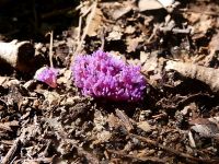 Violet coral mushroom, Unexpected Wildlife Refuge photo
