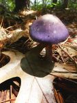 Viscid violet cort mushroom (Aug 2017)