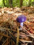 Viscid violet cort mushroom button (Aug 2017)