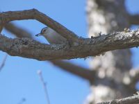 White-breasted nuthatch, Unexpected Wildlife Refuge photo