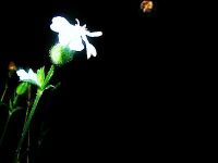 White campion and waxing moon, Unexpected Wildlife Refuge photo