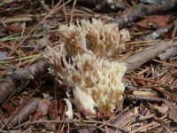White coral fungus, Unexpected Wildlife Refuge photo