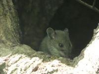 White-footed mouse near Station 12 (Jun 2020)