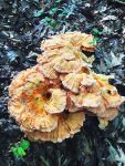 White-pored chicken of the woods fungus (Aug 2017)