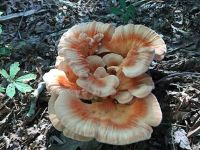 White-pored chicken of the woods fungus (Sep 2016)