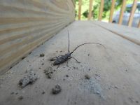 White-spotted sawyer beetle at Headquarters (Jun 2020)
