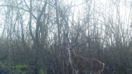 White-tailed deer near Bluebird Trail (1), trail camera photo (Apr 2020)
