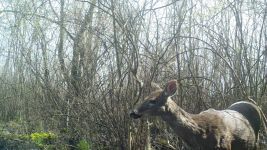 White-tailed deer near Bluebird Trail (8), trail camera photo (Apr 2020)