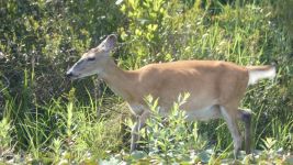 White-tailed deer, female, at main pond (Jul 2019)
