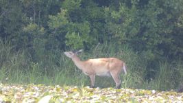 White-tailed deer, female, at main pond (Jul 2019)