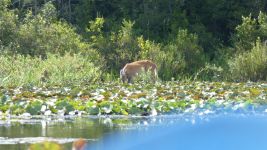 White-tailed deer foraging in main pond; Unexpected Wildlife Refuge photo