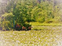 White-tailed deer on island in main pond, Unexpected Wildlife Refuge photo