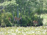 White-tailed deer on an island in main pond, Unexpected Wildlife Refuge photo